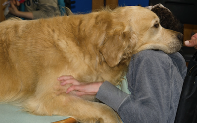 Présentation d’Elko, Golden Retriever de l’association Syrius médiation canine