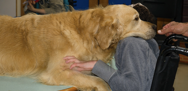 Présentation d’Elko, Golden Retriever de l’association Syrius médiation canine